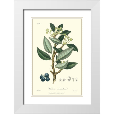 Woodland Foliage III White Modern Wood Framed Art Print with Double Matting by Weddell