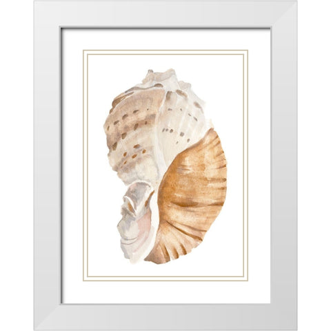 Seashell I White Modern Wood Framed Art Print with Double Matting by Warren, Annie
