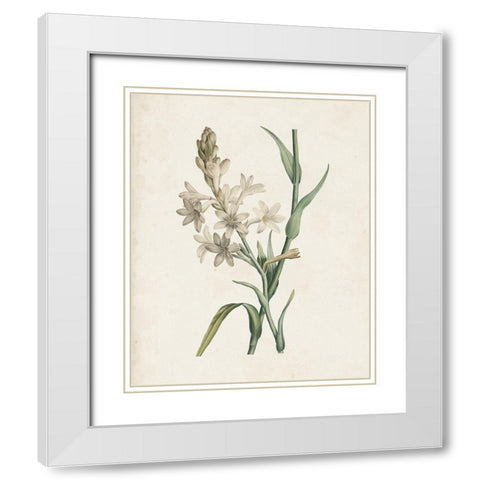 Classic Botanicals I White Modern Wood Framed Art Print with Double Matting by Redoute, Pierre