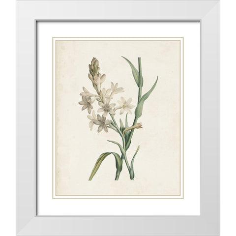 Classic Botanicals I White Modern Wood Framed Art Print with Double Matting by Redoute, Pierre