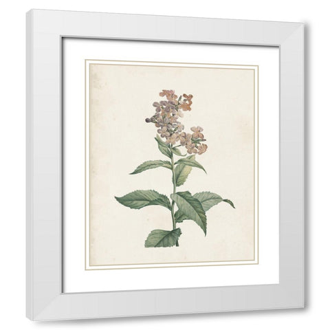 Classic Botanicals II White Modern Wood Framed Art Print with Double Matting by Redoute, Pierre