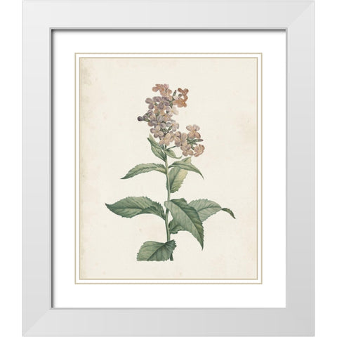 Classic Botanicals II White Modern Wood Framed Art Print with Double Matting by Redoute, Pierre