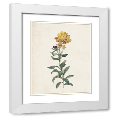 Classic Botanicals III White Modern Wood Framed Art Print with Double Matting by Redoute, Pierre
