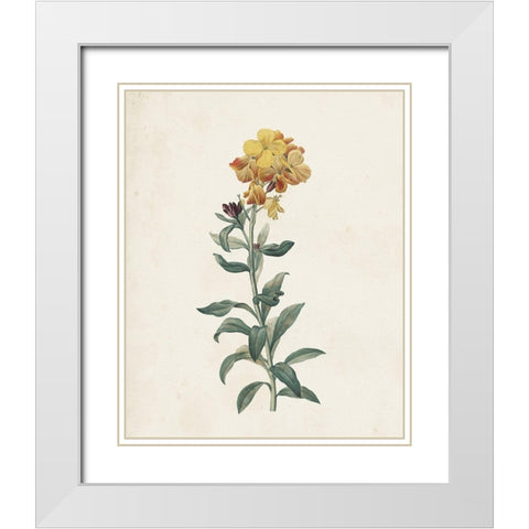 Classic Botanicals III White Modern Wood Framed Art Print with Double Matting by Redoute, Pierre