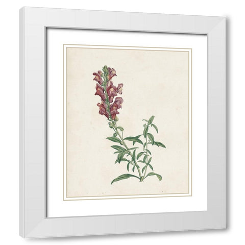 Classic Botanicals IV White Modern Wood Framed Art Print with Double Matting by Redoute, Pierre