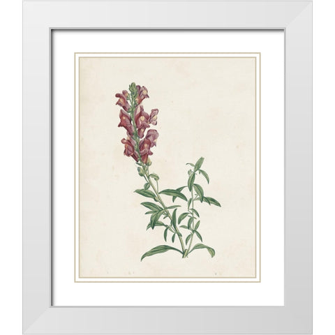 Classic Botanicals IV White Modern Wood Framed Art Print with Double Matting by Redoute, Pierre