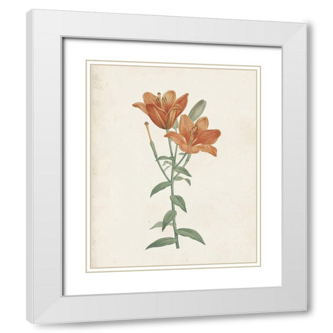 Classic Botanicals V White Modern Wood Framed Art Print with Double Matting by Redoute, Pierre