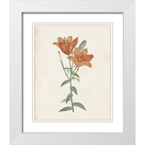 Classic Botanicals V White Modern Wood Framed Art Print with Double Matting by Redoute, Pierre