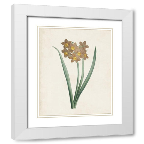 Classic Botanicals VI White Modern Wood Framed Art Print with Double Matting by Redoute, Pierre