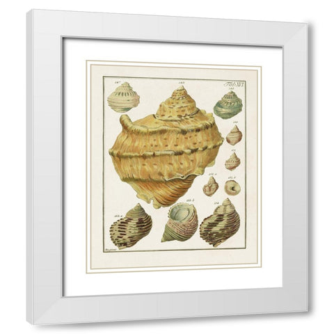 Pastel Shell Pair I White Modern Wood Framed Art Print with Double Matting by Unknown