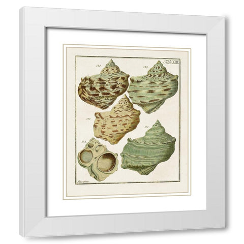 Pastel Shell Pair II White Modern Wood Framed Art Print with Double Matting by Unknown
