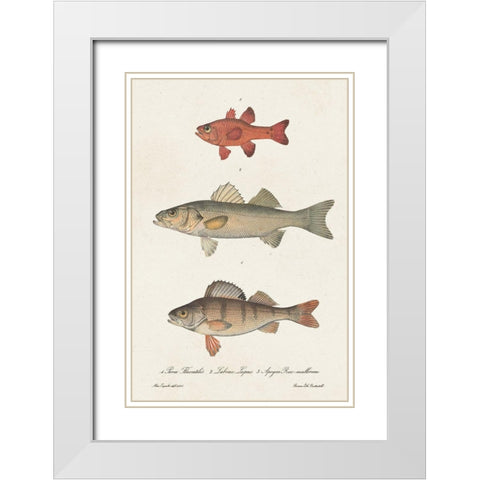 Species of Antique Fish II White Modern Wood Framed Art Print with Double Matting by Unknown