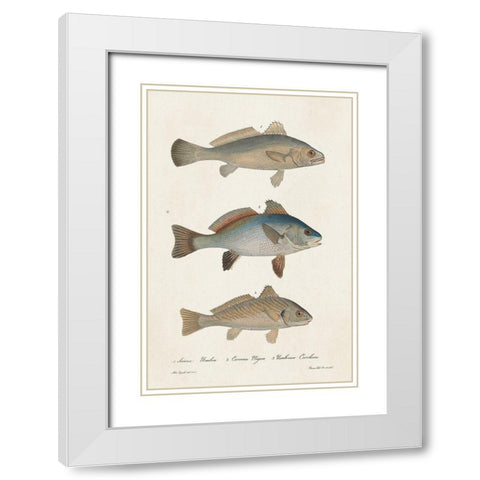 Species of Antique Fish III White Modern Wood Framed Art Print with Double Matting by Unknown
