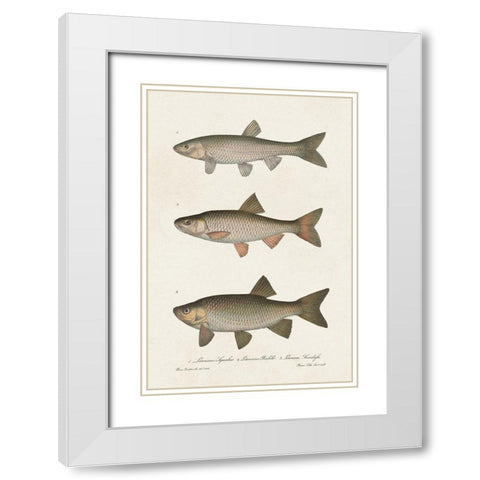 Species of Antique Fish IV White Modern Wood Framed Art Print with Double Matting by Unknown