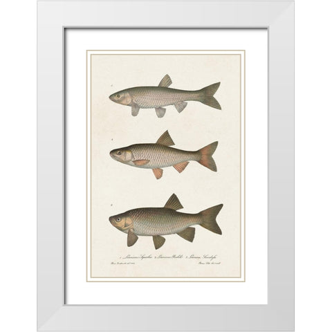Species of Antique Fish IV White Modern Wood Framed Art Print with Double Matting by Unknown