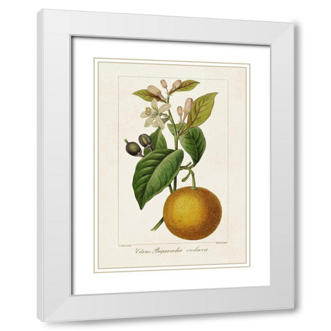Antique Citrus Fruit II White Modern Wood Framed Art Print with Double Matting by Bessa, Pancrace