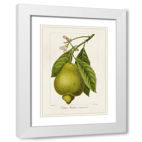 Antique Citrus Fruit III White Modern Wood Framed Art Print with Double Matting by Bessa, Pancrace