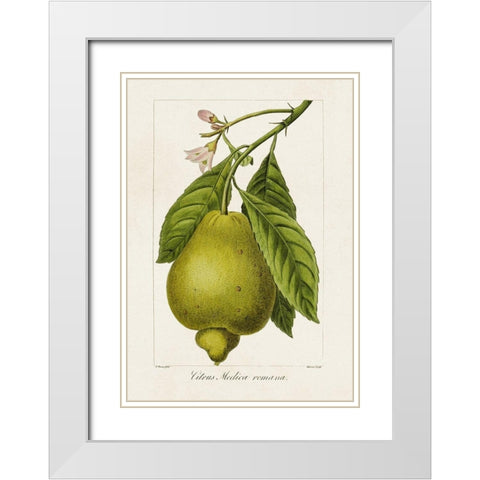 Antique Citrus Fruit III White Modern Wood Framed Art Print with Double Matting by Bessa, Pancrace