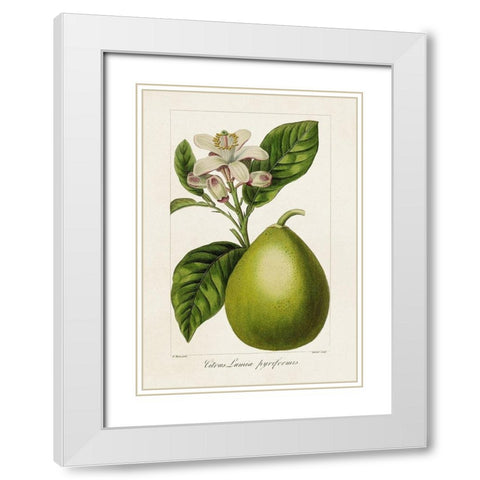 Antique Citrus Fruit IV White Modern Wood Framed Art Print with Double Matting by Bessa, Pancrace
