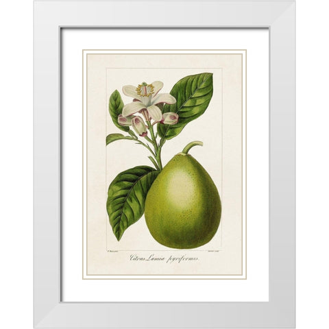 Antique Citrus Fruit IV White Modern Wood Framed Art Print with Double Matting by Bessa, Pancrace