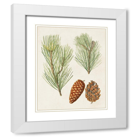 Antique Pine Cones I White Modern Wood Framed Art Print with Double Matting by Unknown