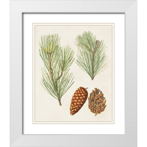 Antique Pine Cones I White Modern Wood Framed Art Print with Double Matting by Unknown