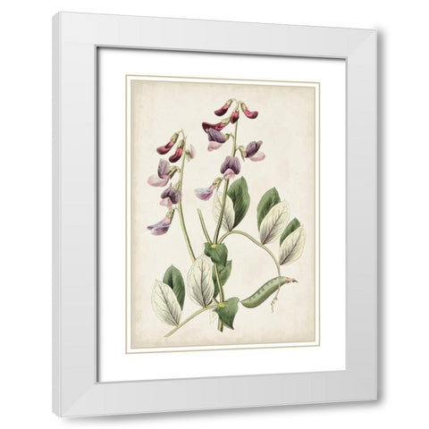 Antique Botanical Collection I White Modern Wood Framed Art Print with Double Matting by Ridgeway