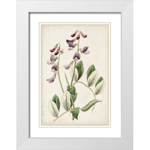 Antique Botanical Collection I White Modern Wood Framed Art Print with Double Matting by Ridgeway
