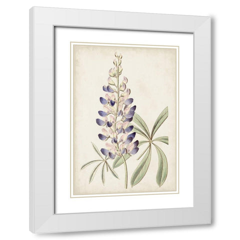 Antique Botanical Collection II White Modern Wood Framed Art Print with Double Matting by Ridgeway