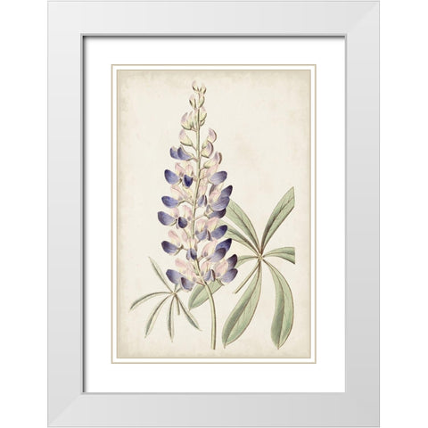 Antique Botanical Collection II White Modern Wood Framed Art Print with Double Matting by Ridgeway