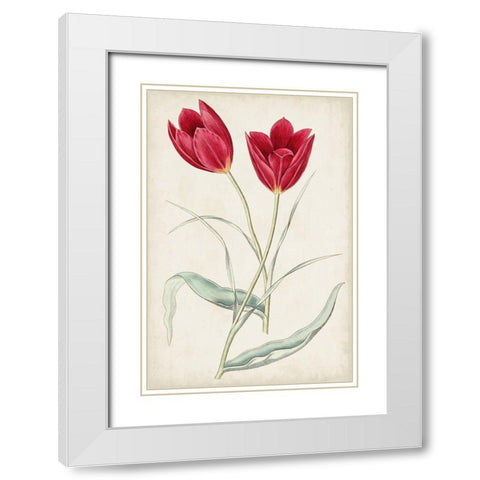 Antique Botanical Collection III White Modern Wood Framed Art Print with Double Matting by Ridgeway