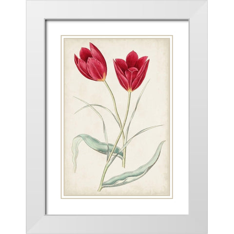 Antique Botanical Collection III White Modern Wood Framed Art Print with Double Matting by Ridgeway