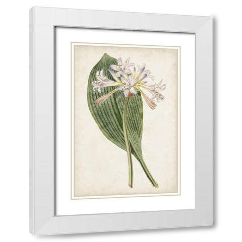 Antique Botanical Collection IV White Modern Wood Framed Art Print with Double Matting by Ridgeway