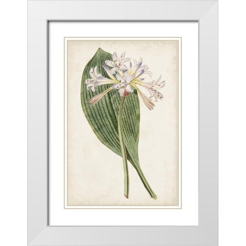 Antique Botanical Collection IV White Modern Wood Framed Art Print with Double Matting by Ridgeway
