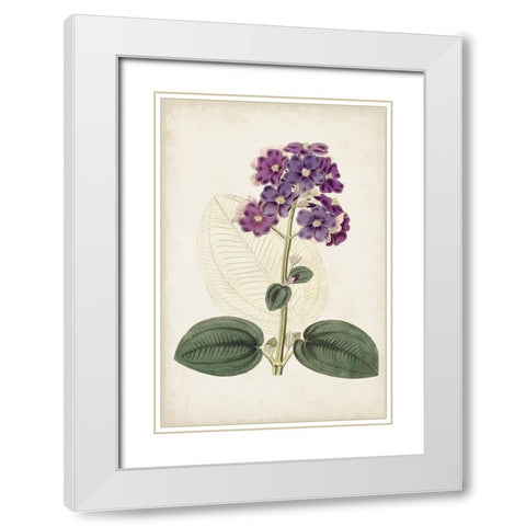 Antique Botanical Collection V White Modern Wood Framed Art Print with Double Matting by Ridgeway