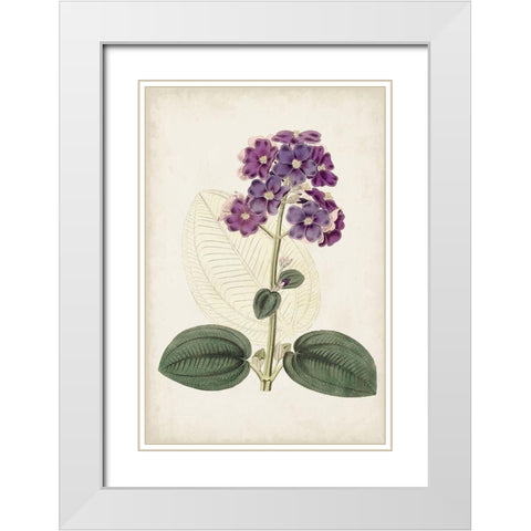 Antique Botanical Collection V White Modern Wood Framed Art Print with Double Matting by Ridgeway