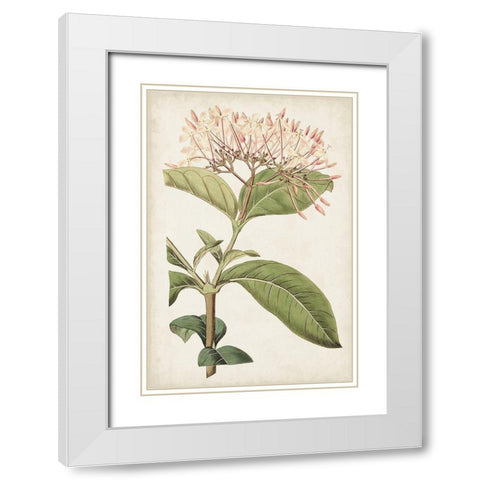 Antique Botanical Collection VI White Modern Wood Framed Art Print with Double Matting by Ridgeway
