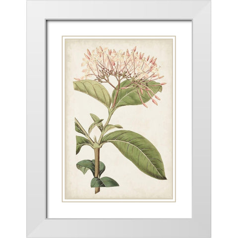 Antique Botanical Collection VI White Modern Wood Framed Art Print with Double Matting by Ridgeway