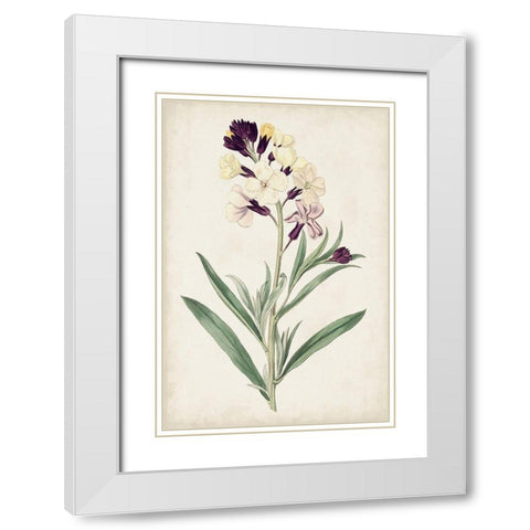 Antique Botanical Collection VII White Modern Wood Framed Art Print with Double Matting by Ridgeway