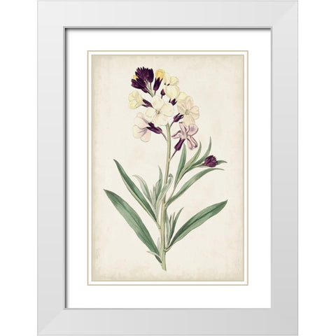 Antique Botanical Collection VII White Modern Wood Framed Art Print with Double Matting by Ridgeway