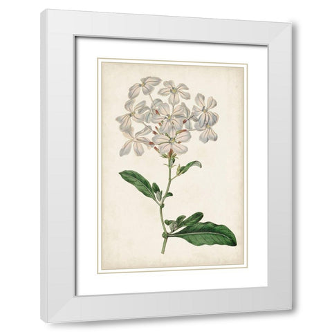Antique Botanical Collection VIII White Modern Wood Framed Art Print with Double Matting by Ridgeway