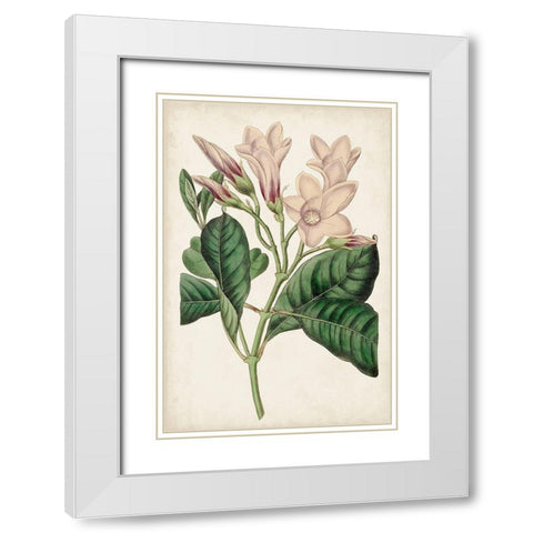 Antique Botanical Collection IX White Modern Wood Framed Art Print with Double Matting by Ridgeway