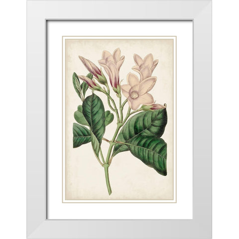 Antique Botanical Collection IX White Modern Wood Framed Art Print with Double Matting by Ridgeway