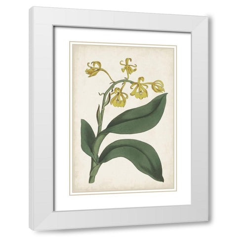 Antique Botanical Collection X White Modern Wood Framed Art Print with Double Matting by Ridgeway