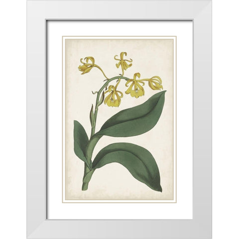 Antique Botanical Collection X White Modern Wood Framed Art Print with Double Matting by Ridgeway