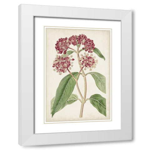 Antique Botanical Collection XI White Modern Wood Framed Art Print with Double Matting by Ridgeway
