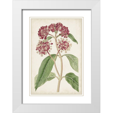 Antique Botanical Collection XI White Modern Wood Framed Art Print with Double Matting by Ridgeway