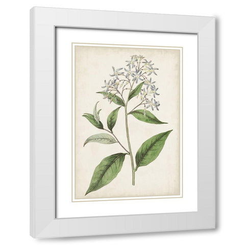 Antique Botanical Collection XII White Modern Wood Framed Art Print with Double Matting by Ridgeway
