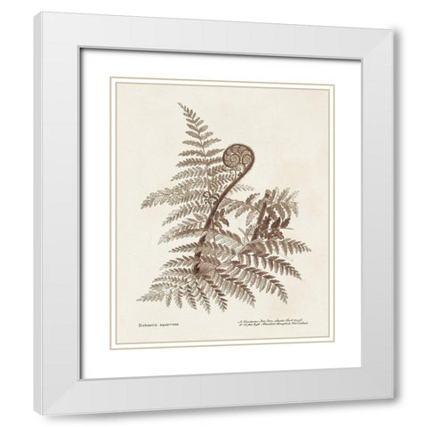 Sepia Fern Varieties I White Modern Wood Framed Art Print with Double Matting by Unknown