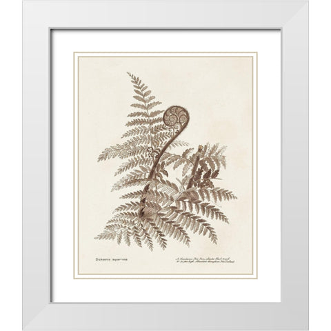 Sepia Fern Varieties I White Modern Wood Framed Art Print with Double Matting by Unknown